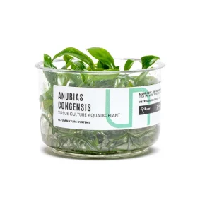 Anubias Congensis UNS Tissue Culture