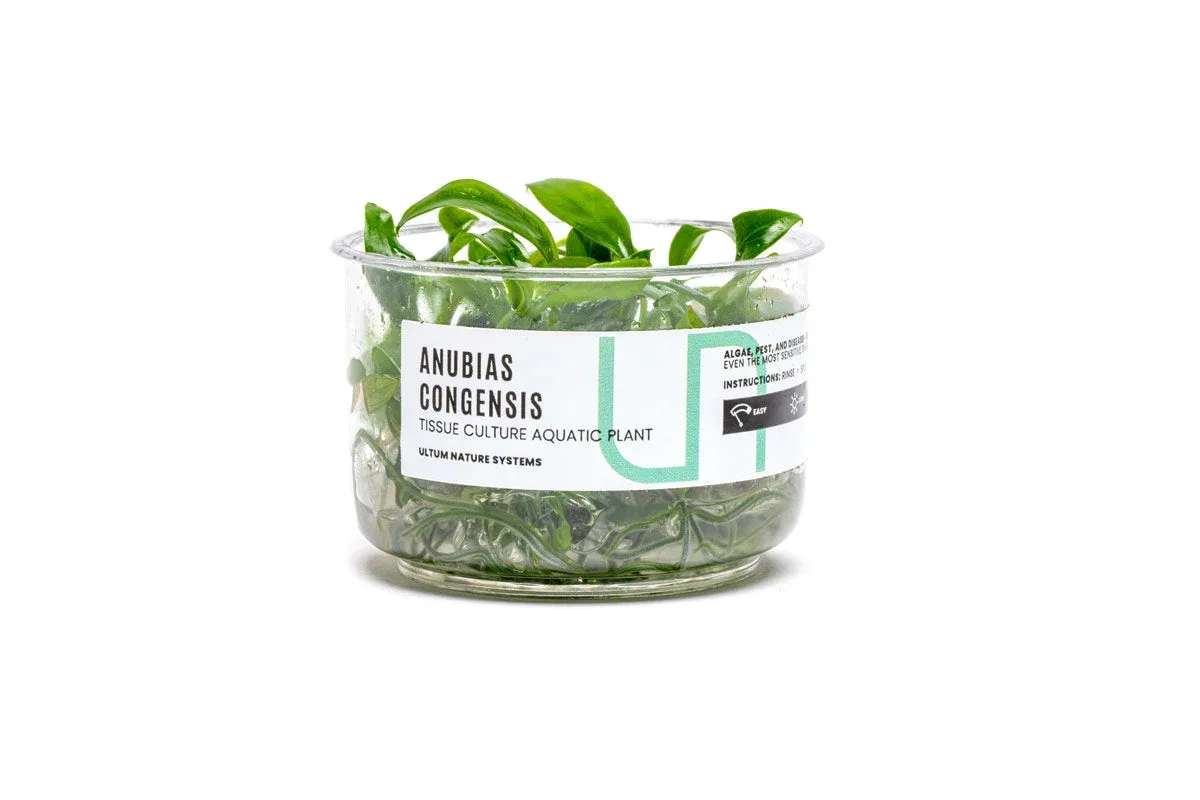 Anubias Congensis UNS Tissue Culture