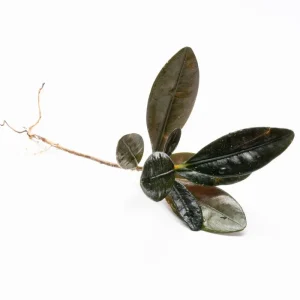 Ardisia Black Type 2