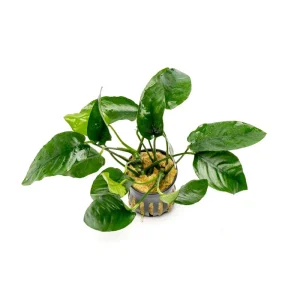 Anubias Nana Ovalis