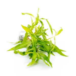Penthorum Sedoides