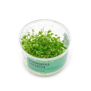 Hydrocotyle Tripartita UNS Tissue Culture
