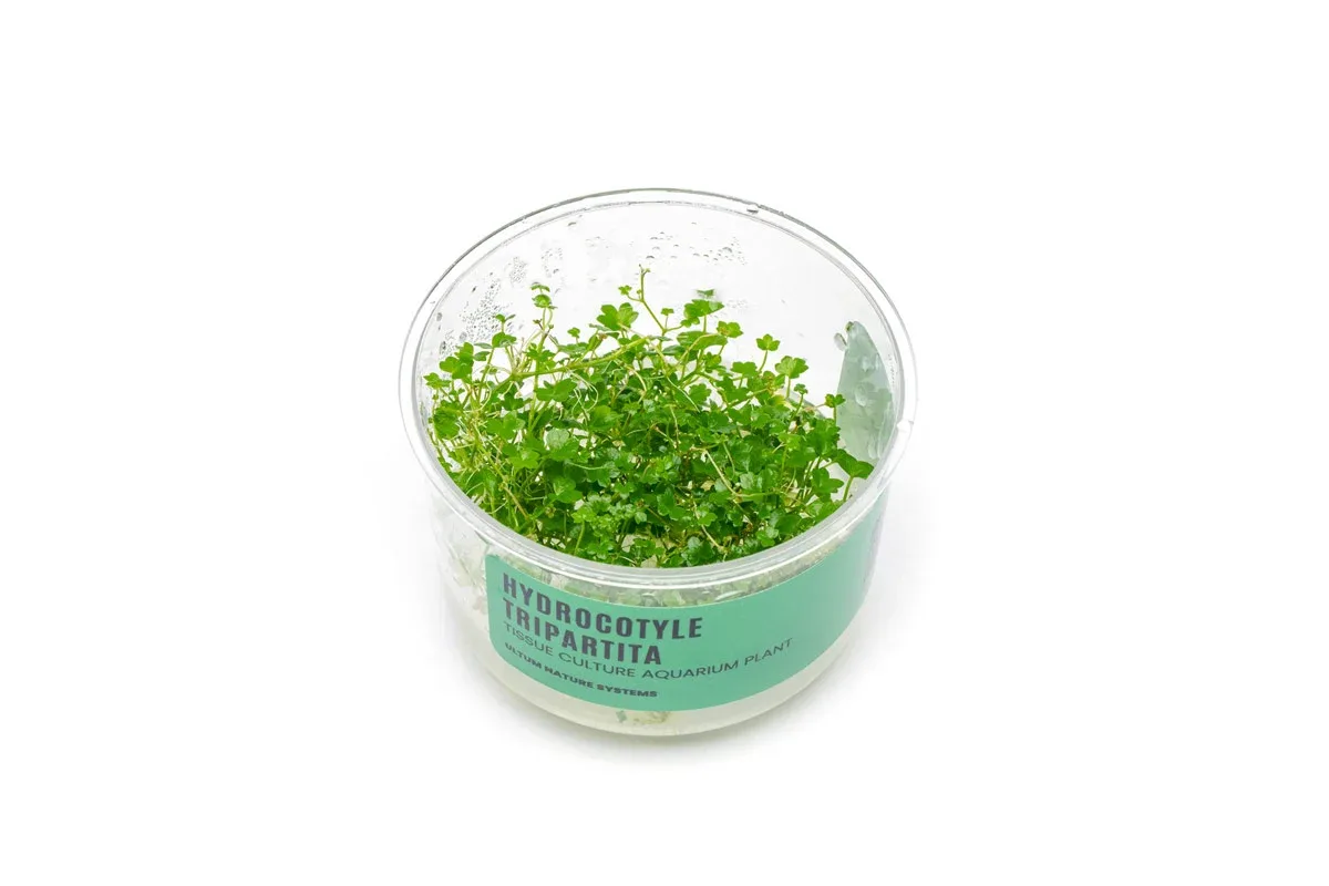 Hydrocotyle Tripartita UNS Tissue Culture