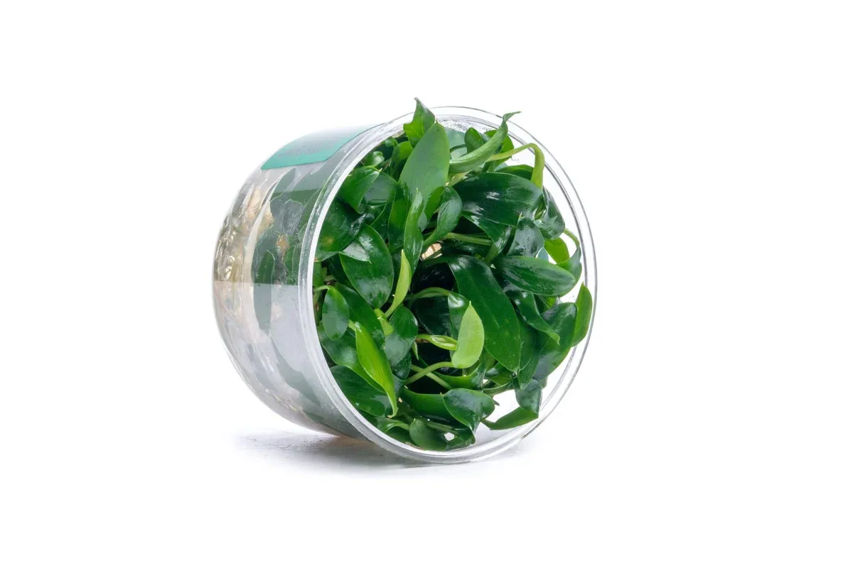 Homalomena Sp Sekadau South UNS Tissue Culture - Image 2