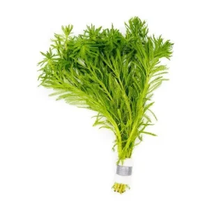 Myriophyllum Aquaticum (Parrot's Feather)