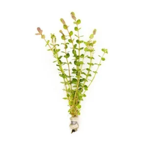 Rotala Indica