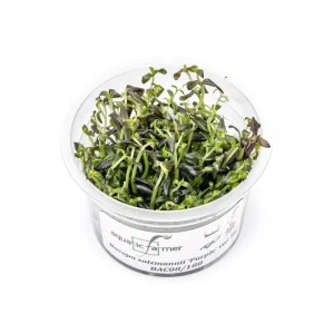 Bacopa Salzmannii Purple Aquatic Farmer Tissue Culture