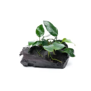 Anubias Nana on Driftwood