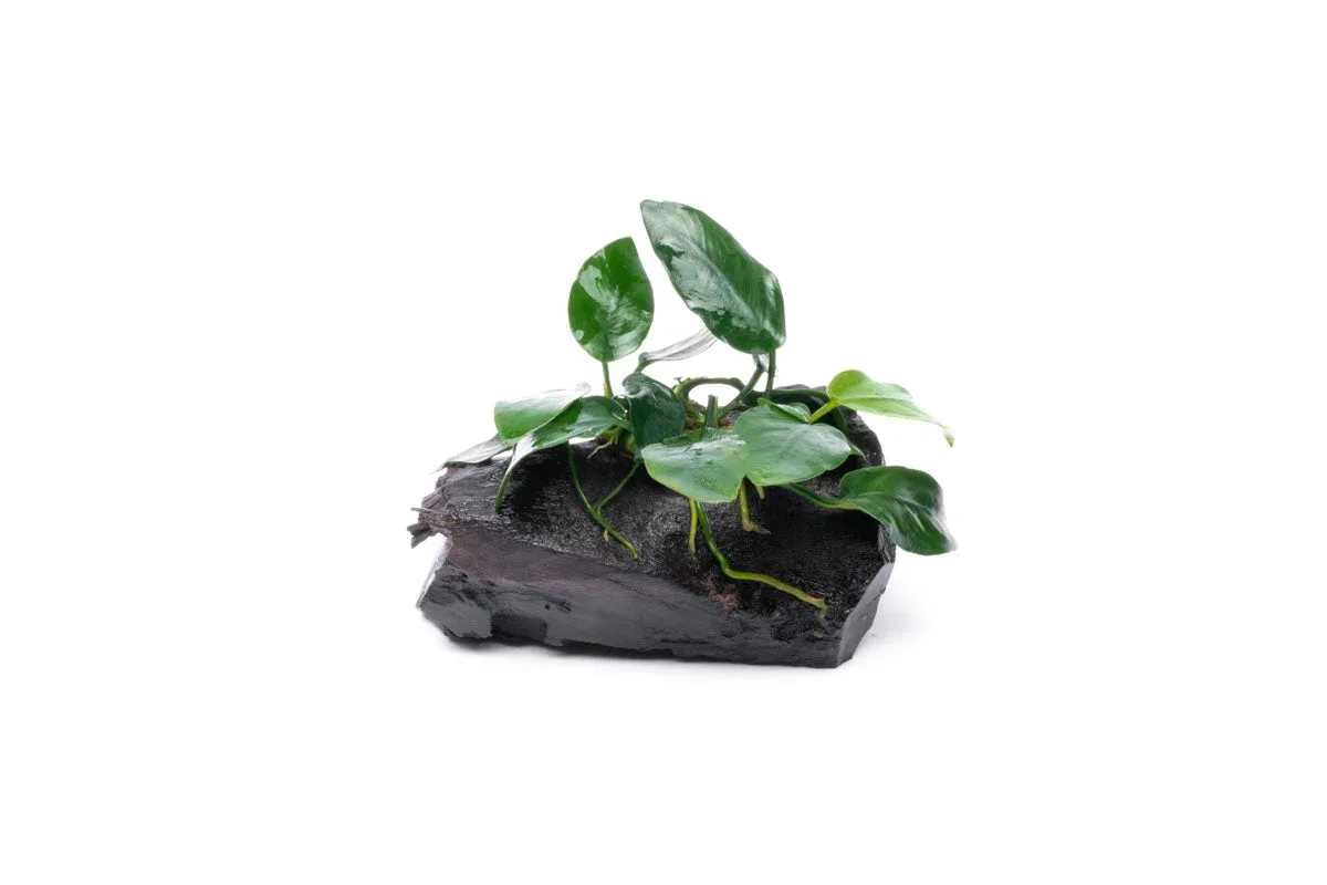 Anubias Nana on Driftwood