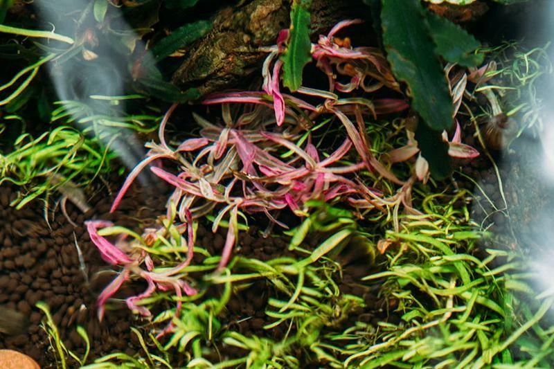 Hygrophila Lancea 'Araguaia' Sp Chai Aquatic Farmer Tissue Culture - Image 2
