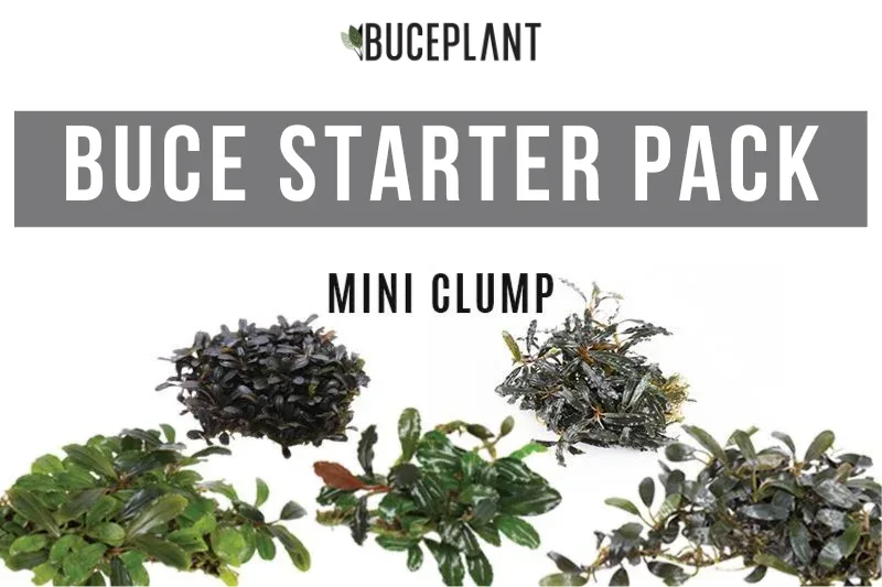 Team Buce Plant Starter Pack - Image 2