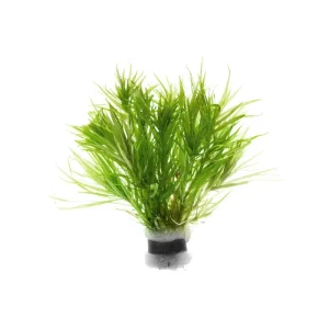 Blyxa Japonica