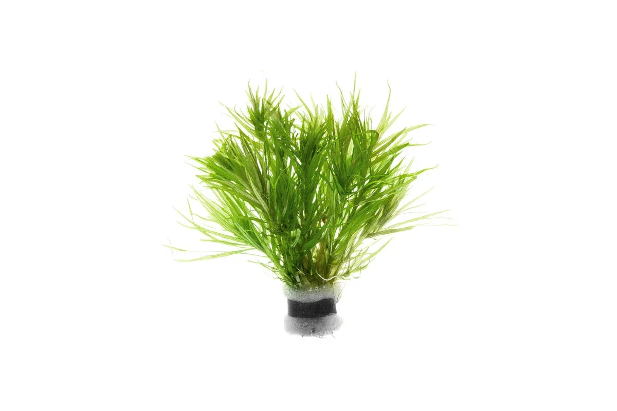 Blyxa Japonica