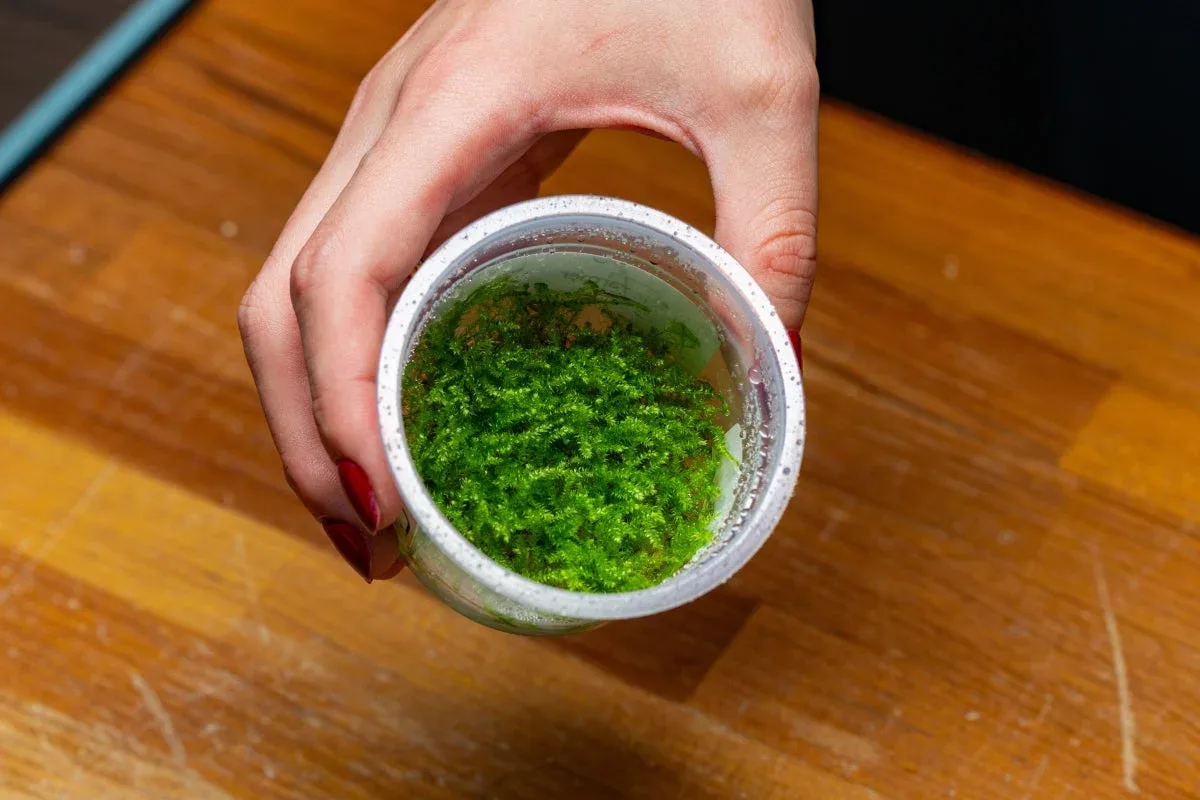 Christmas Moss Aquatic Farmer Tissue Culture - Image 2