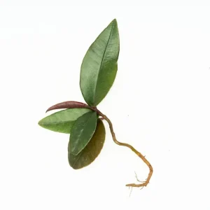 Ardisia Sp Pink Lips