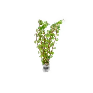 Rotala Wayanad