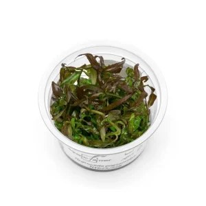 Hygrophila Pogonocalyx Hayata Aquatic Farmer Tissue Culture