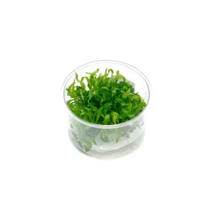 Hygrophila Odora Tissue Culture