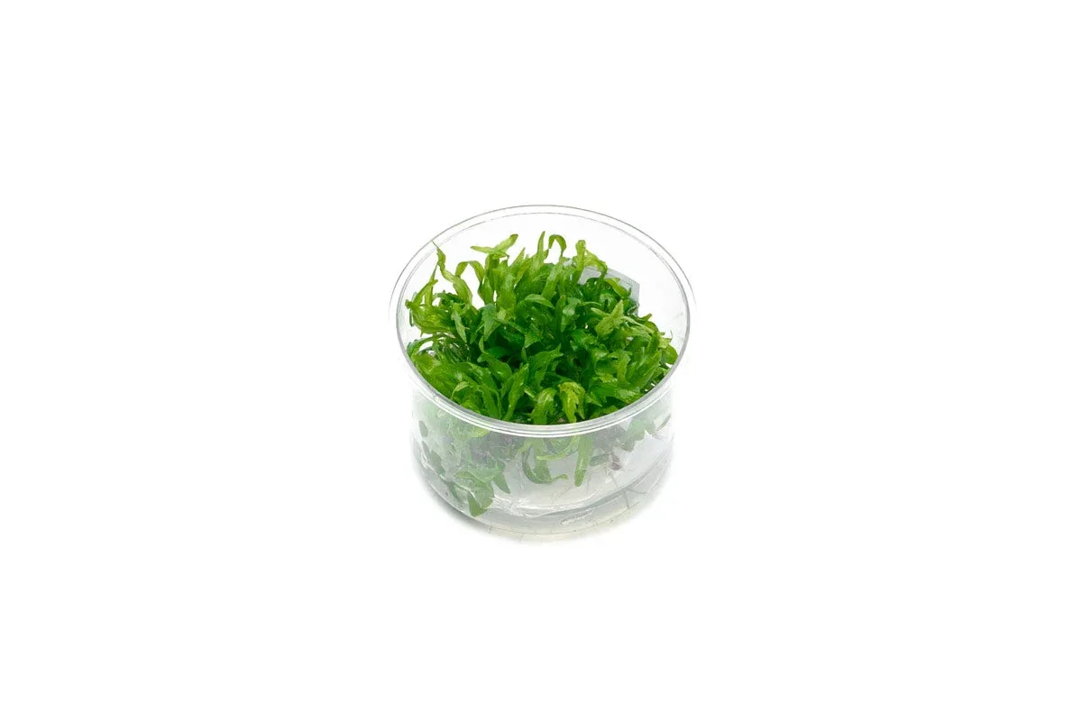 Hygrophila Odora Tissue Culture