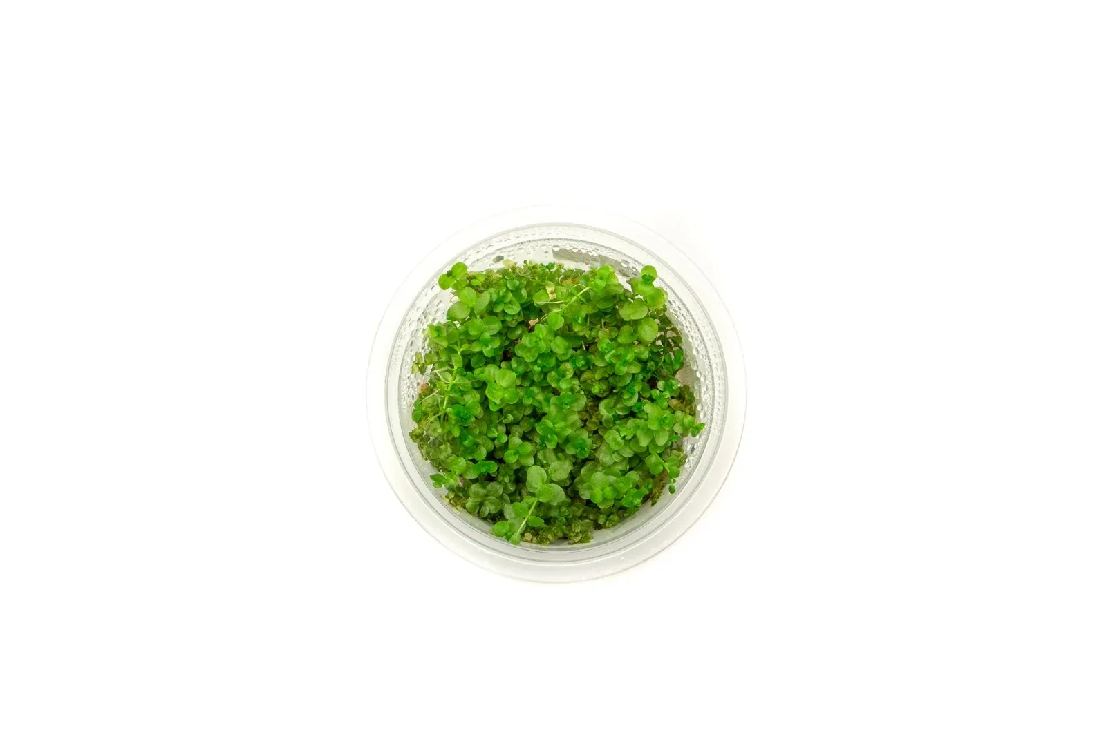 Micranthemum Umbrosum Aquatic Farmer Tissue Culture - Image 2