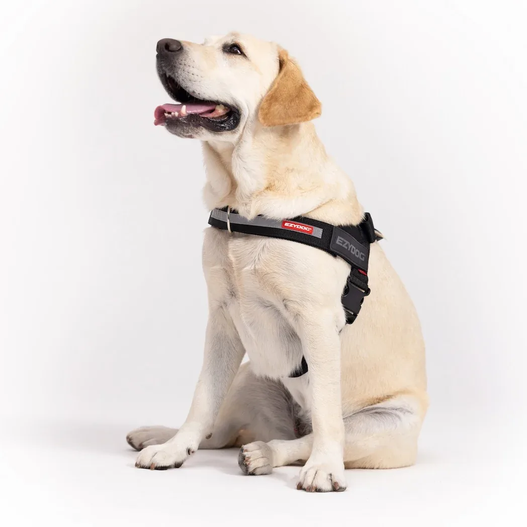 Express™ Dog Harness - Image 2