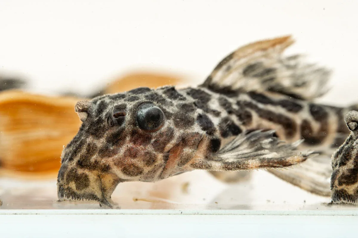 Leopard Cactus Pleco - Image 2