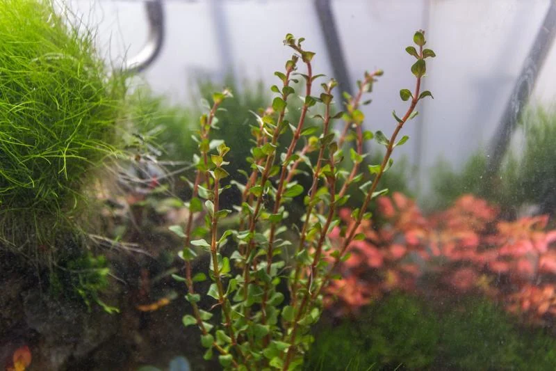 Rotala H'Ra - Image 2