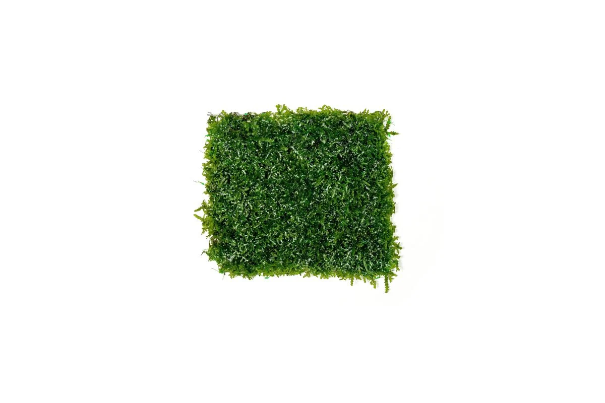 Mini Pellia on Stainless Steel Mesh