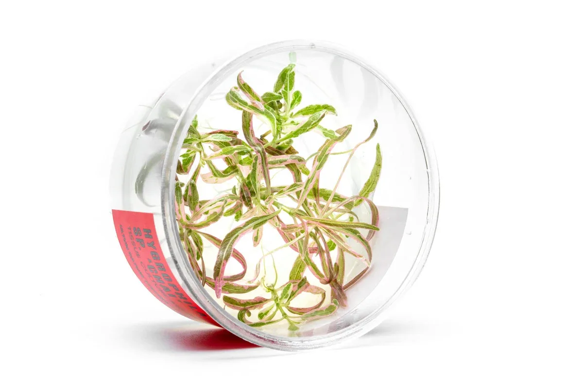 Hygrophila sp. Chai UNS Tissue Culture - Image 2