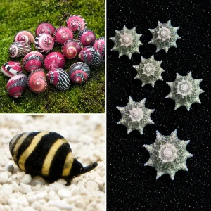 Bumble Bee Snail, Ninja Star Snail & Red Racer Nerite Snail Cleaner Pack