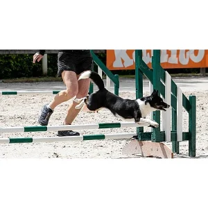 Clean Run Go, Whoa & Yo: Teaching Modes of Focus