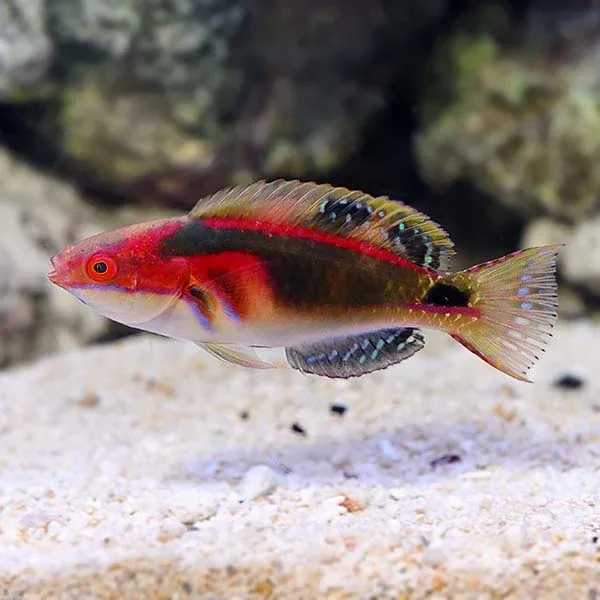 Exquisite Fairy Wrasse - Image 2
