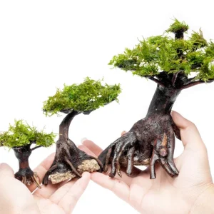 Moss on Bonsai Tree