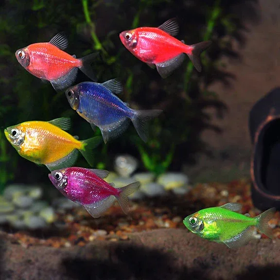 GloFish® Purple, Pink & Orange Tetra 9 Pack + 10" Coral Beauty Plant