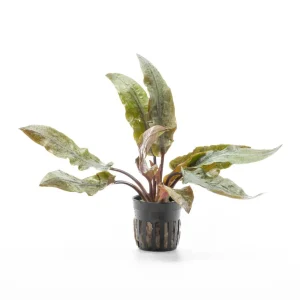Cryptocoryne Undulata Hybrid (Hudoroi)