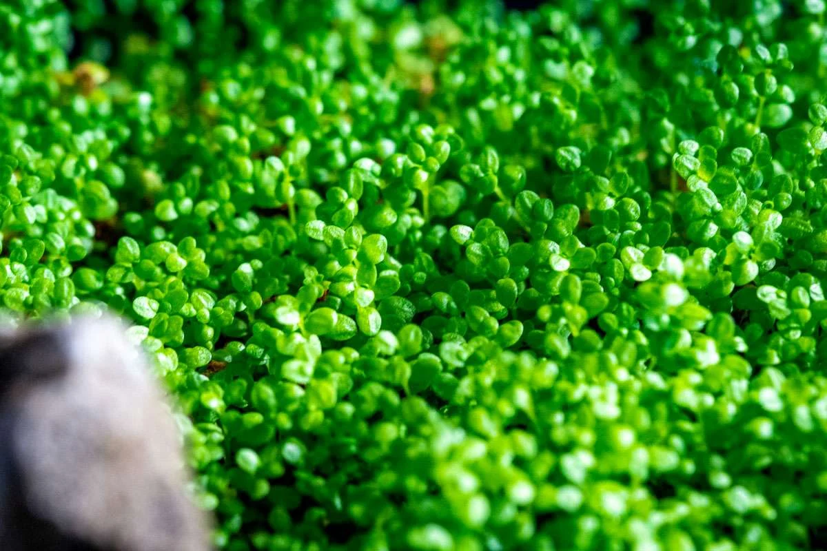 Hemianthus Callitrichoides 'Cuba' UNS Tissue Culture (Dwarf Baby Tears) - Image 2