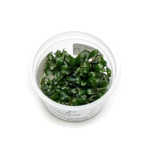 Bucephalandra Sekadau Bukit Betung Aquatic Farmer Tissue Culture
