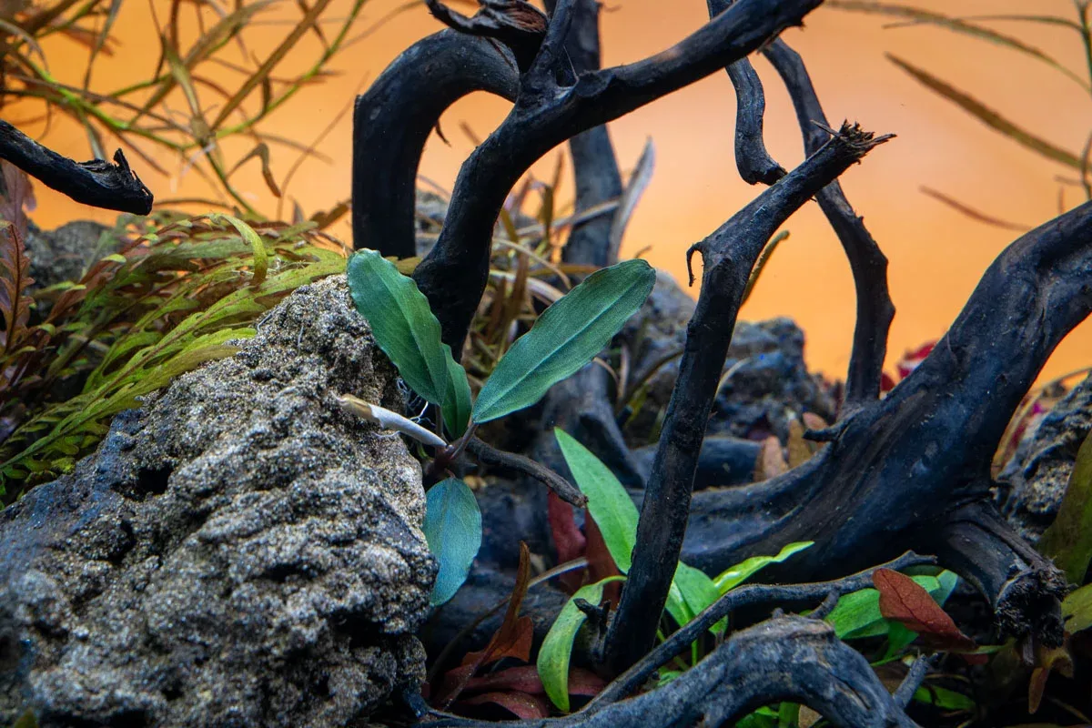 Bucephalandra Shine Blue - Image 2