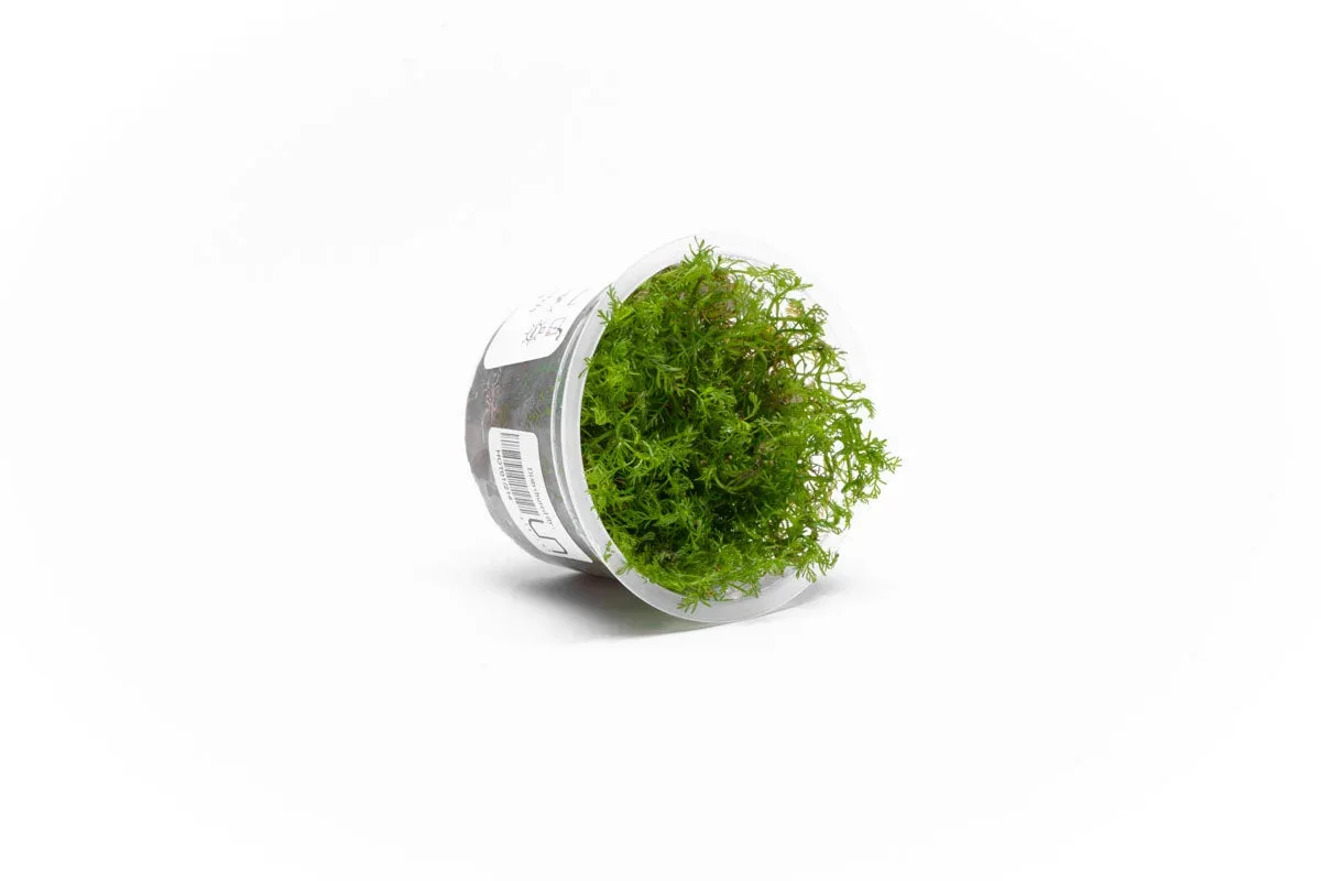 Hottonia Palustris Aquatic Farmer Tissue Culture - Image 2