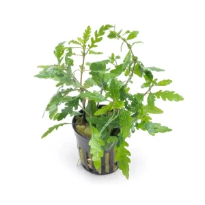 Hygrophila Pinnatifida