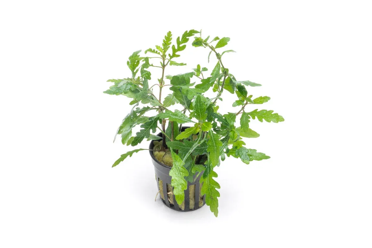 Hygrophila Pinnatifida
