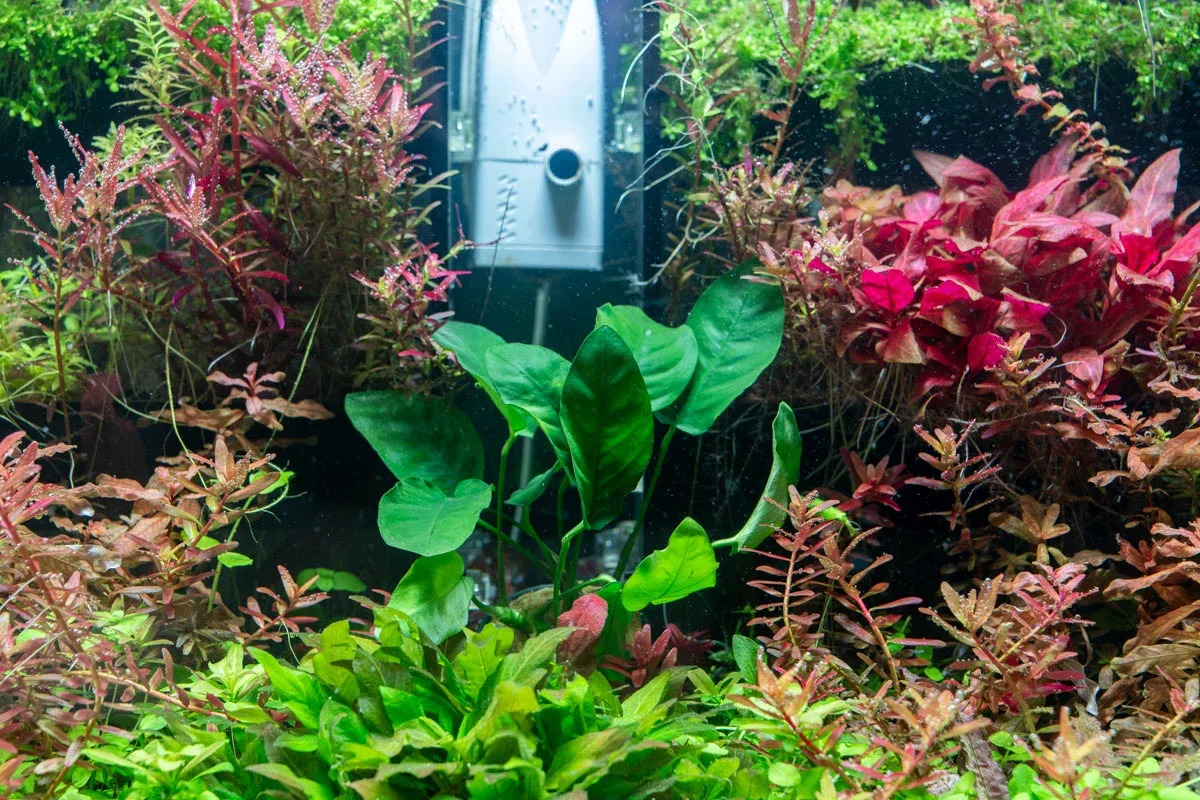 Anubias Nana Ovalis - Image 2
