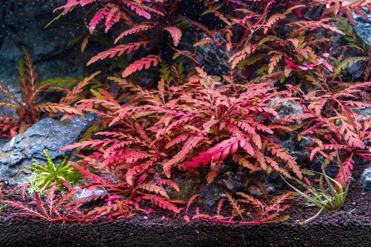 Hygrophila Pinnatifida 'UK' - Image 2