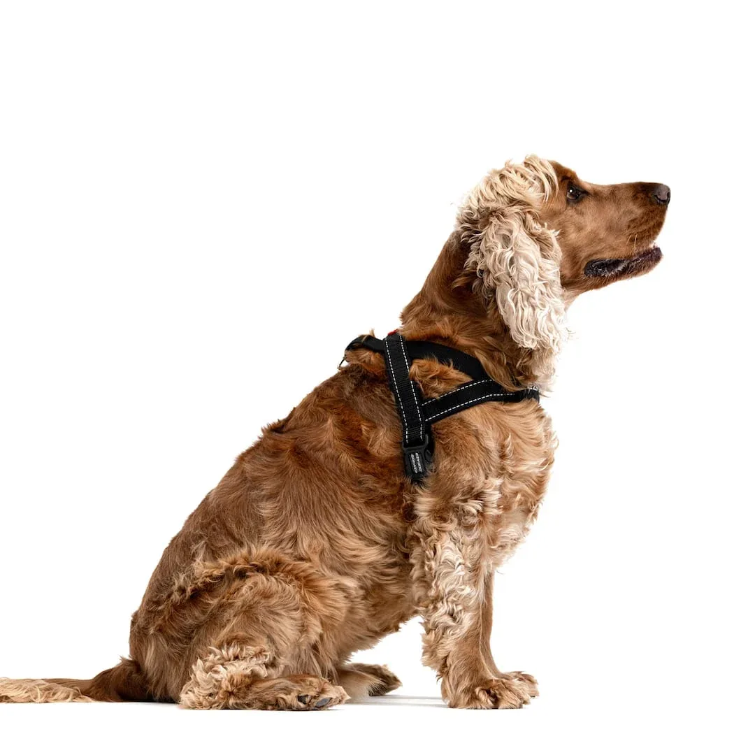 Quick Fit™ Dog Harness - Image 2