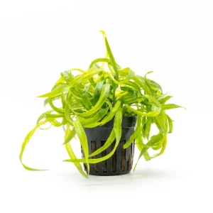 Helanthium Vesuvius (Echinodorus)