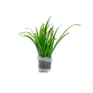 Sagittaria Subulata