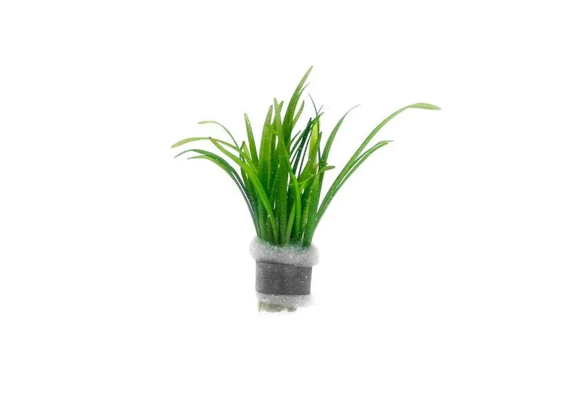 Sagittaria Subulata