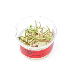 Hygrophila sp. Chai UNS Tissue Culture