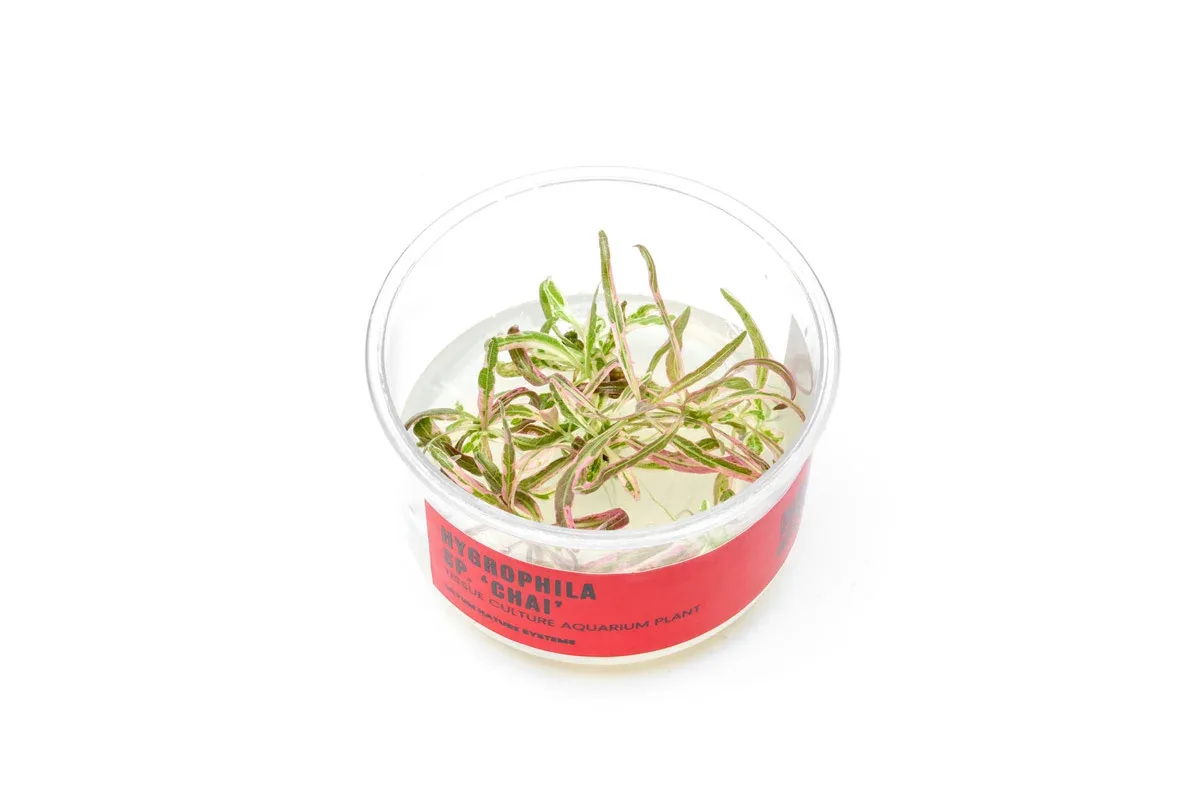 Hygrophila sp. Chai UNS Tissue Culture
