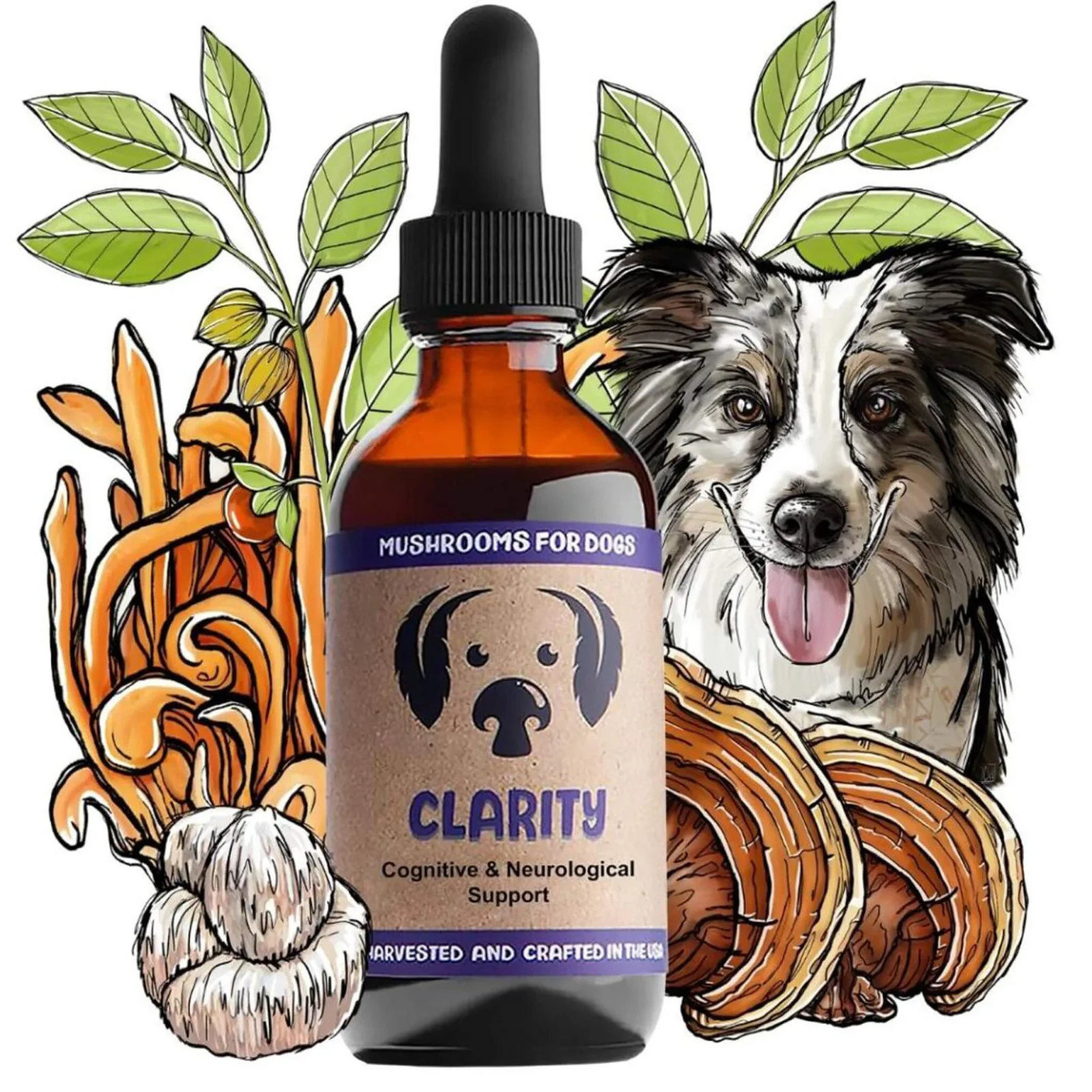 MycoDog Clarity Liquid Cognitive Support Supplement for Dogs - Image 2